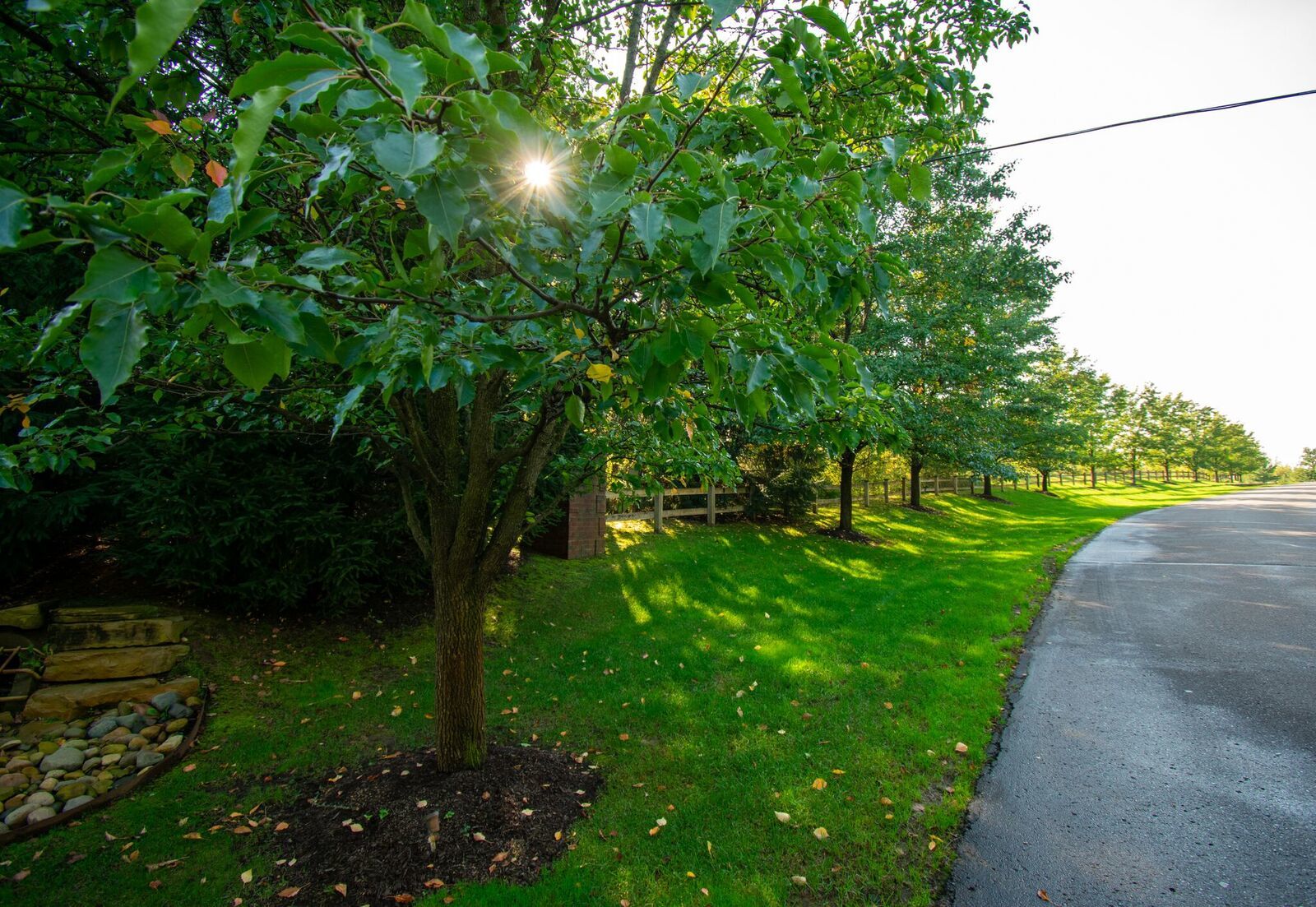 Tree lined street on the way into The Preserve at Maple Lake